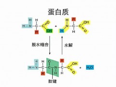 工業(yè)廢氣搖身一變合成蛋白 全球首次實(shí)現(xiàn)規(guī)模化一氧化碳合成蛋白質(zhì)